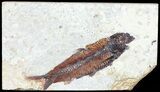 Knightia Fossil Fish - Wyoming #60879-1